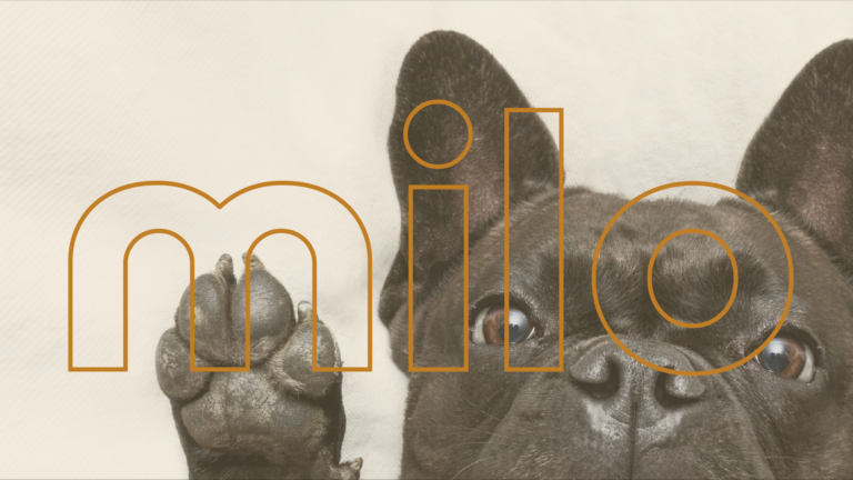 entête de portfolio pour le projet milo