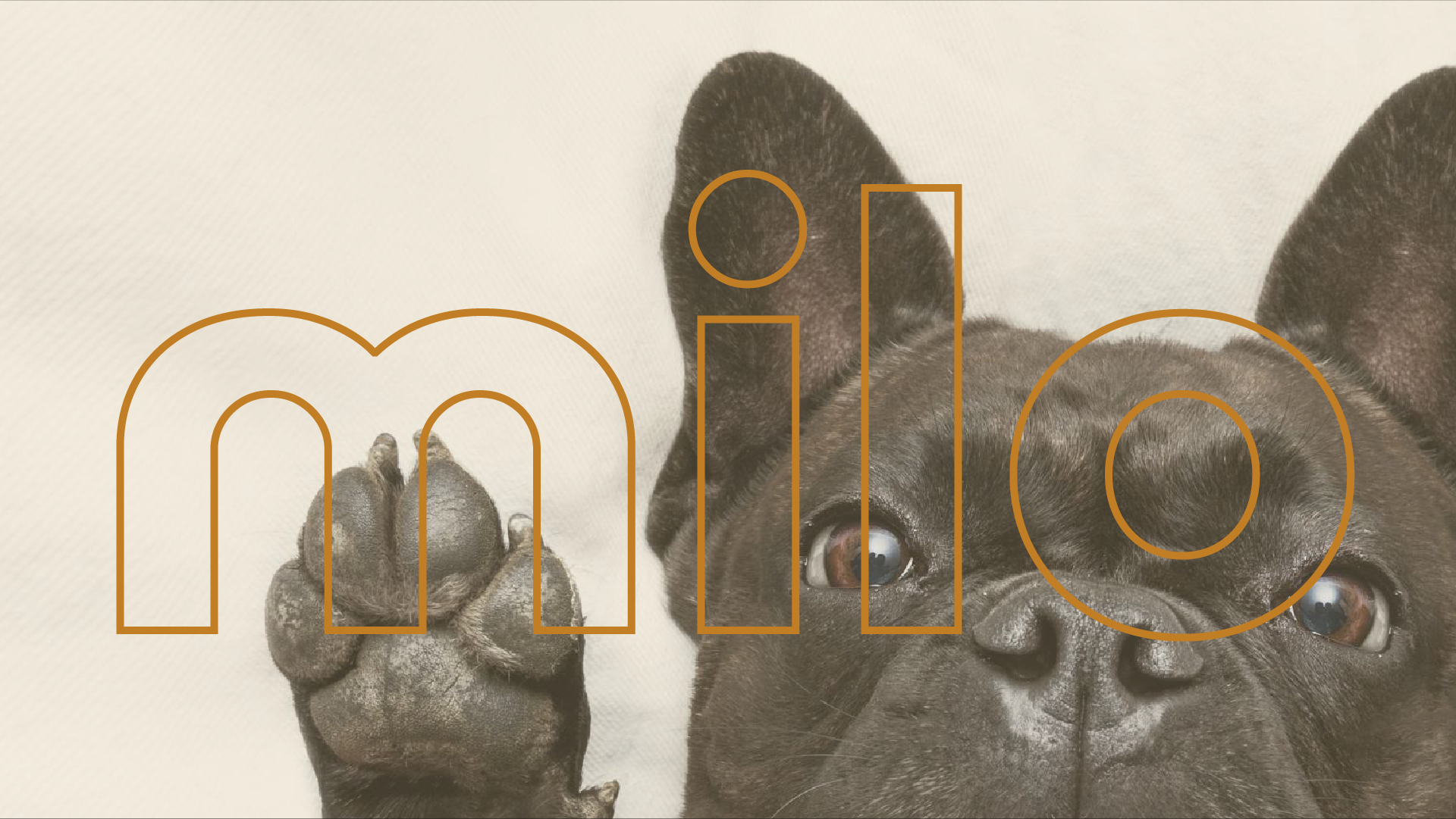 entête de portfolio pour le projet milo