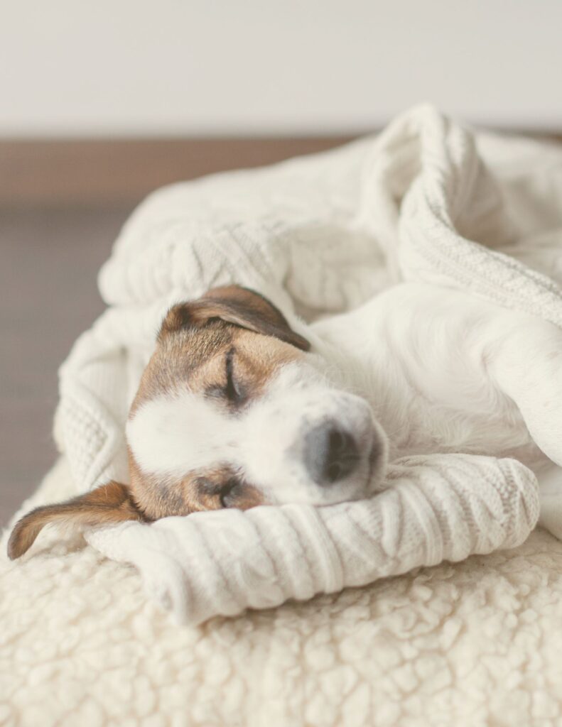 Chien faisant la sieste à l'hôtel Milo