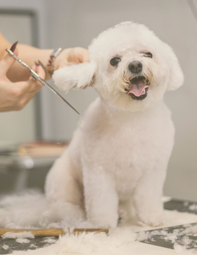 Chien se faisant toiletter à l'hôtel Milo